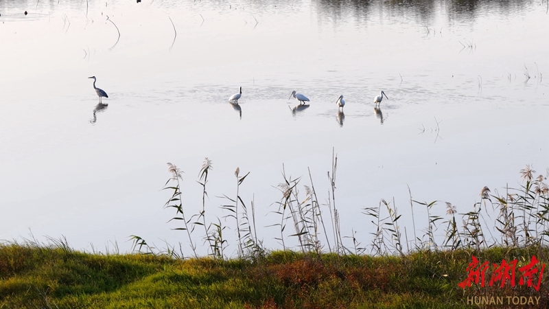 候鸟集结西洞庭