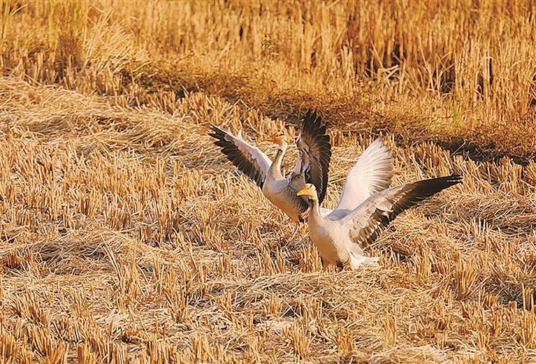 郴州首次发现“高原精灵”斑头雁