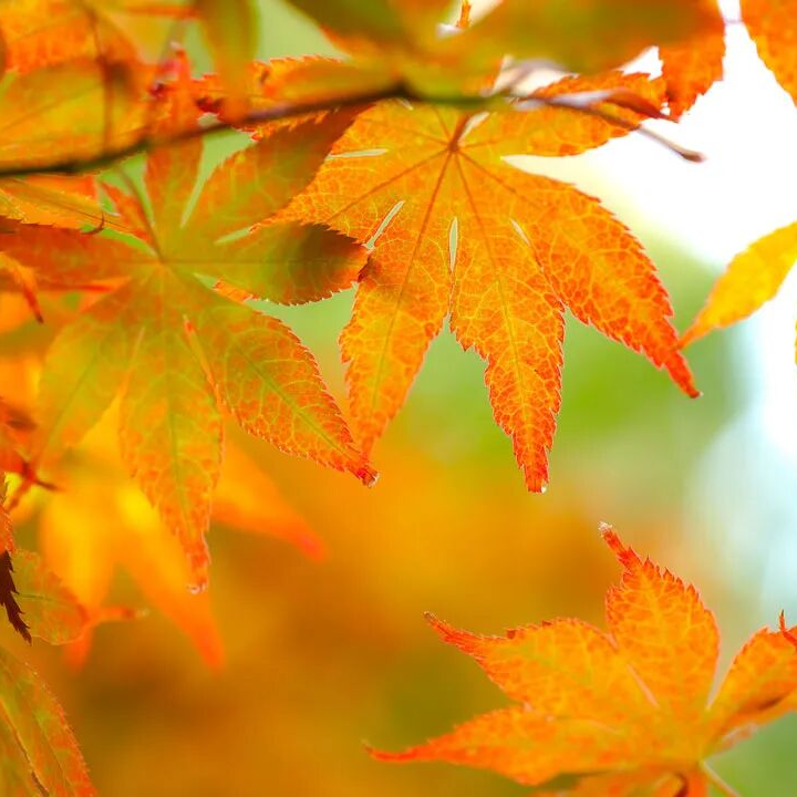 初冬的梧桐叶正当时，君山柳毅路美成童话世界