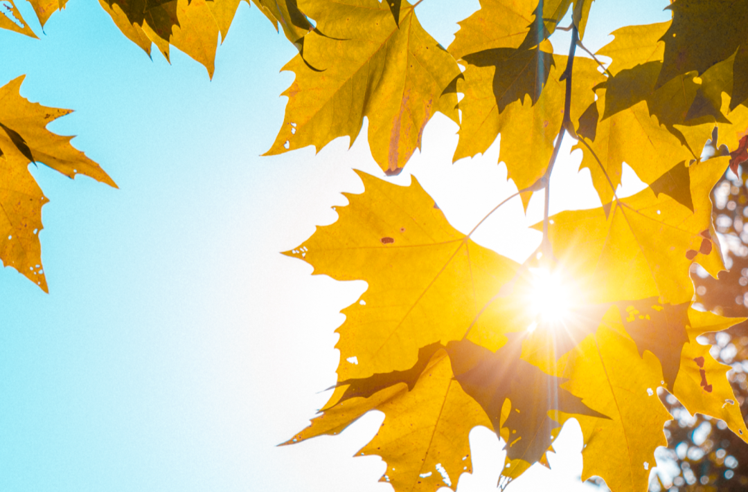 文旅湘江｜长沙这几个绝美暖冬洲岛，周末来做“岛民”正好！