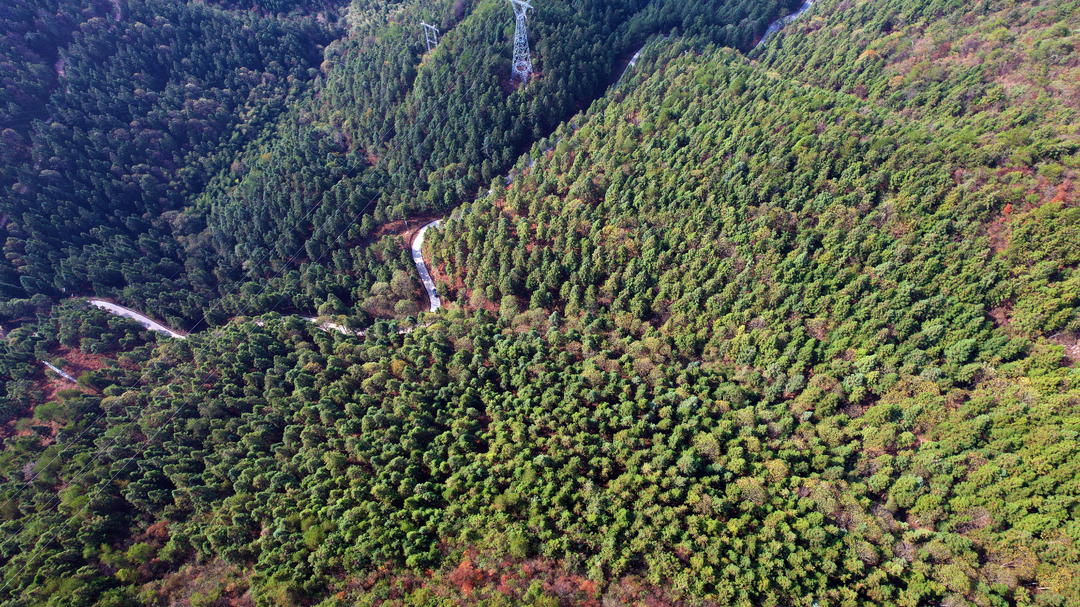 城步：用好“加减乘除”运算法 绘就苗乡林业新图景