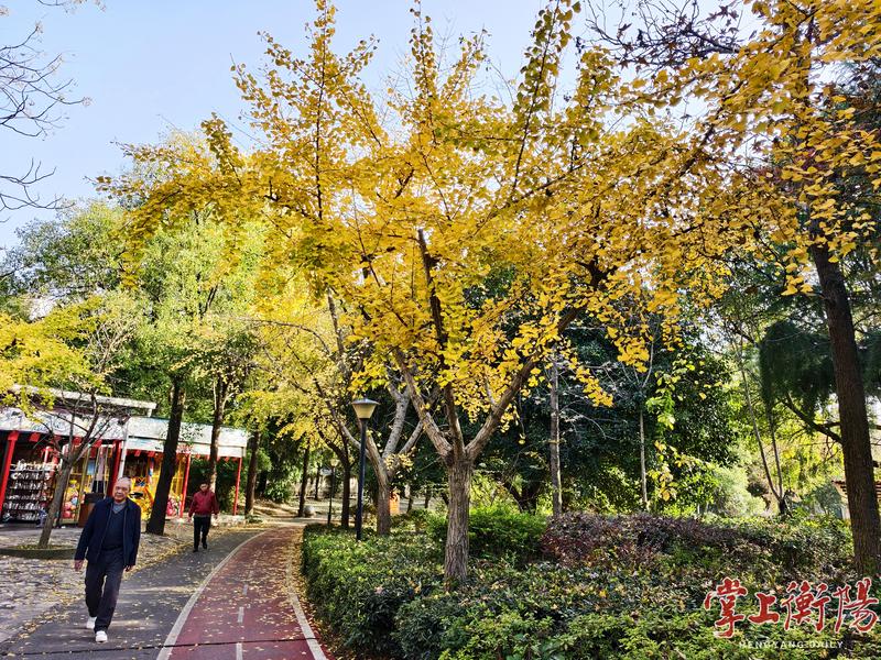 初冬泼彩，美不胜收，衡阳西湖公园最“上镜”的时节到了