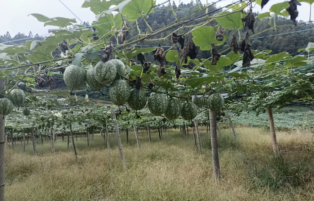 城步：小瓜蒌“炼”出大产业 沃野绘就丰收新画卷