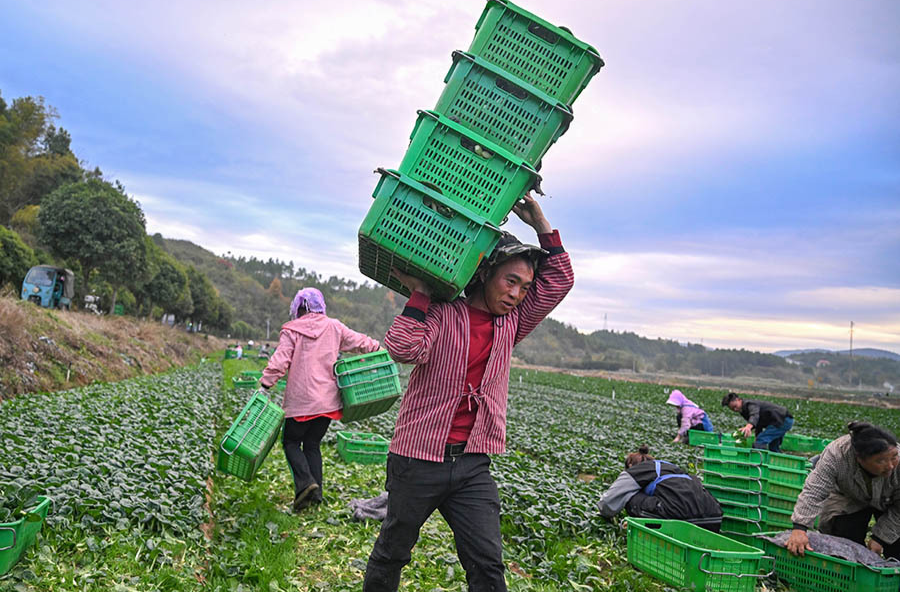 丰富冬季“菜篮子”