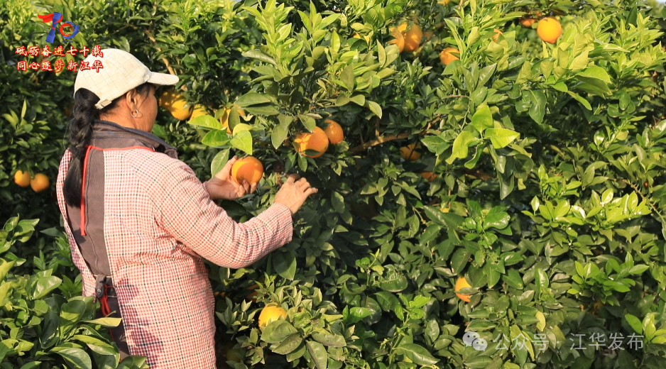江华大路铺宝昌洞村：脐橙丰产又丰收