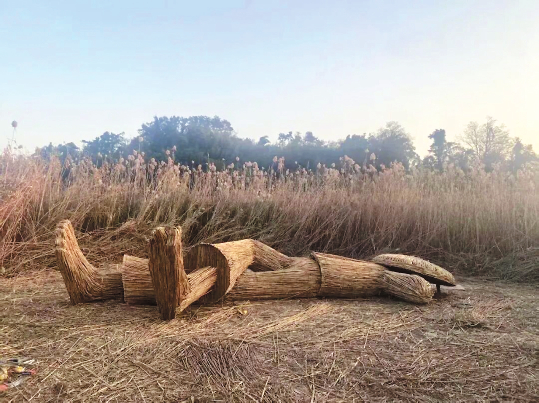 芦苇荡里听呼吸