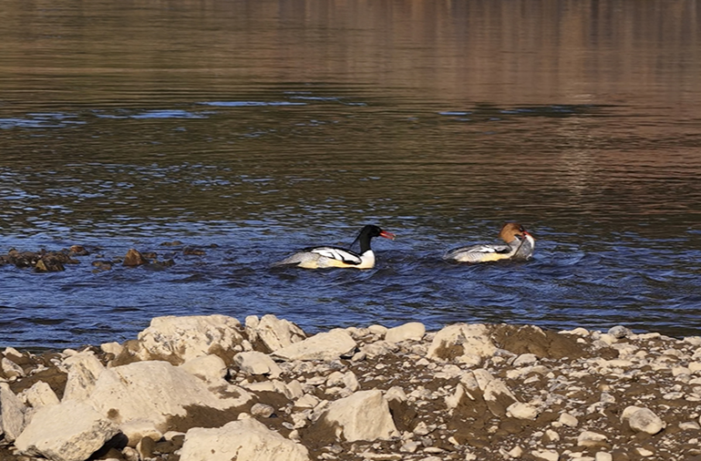 中华秋沙鸭如约而至