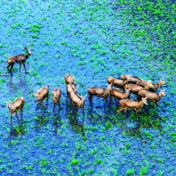 万物皆可出圈！看，湖南生物“顶流”天团