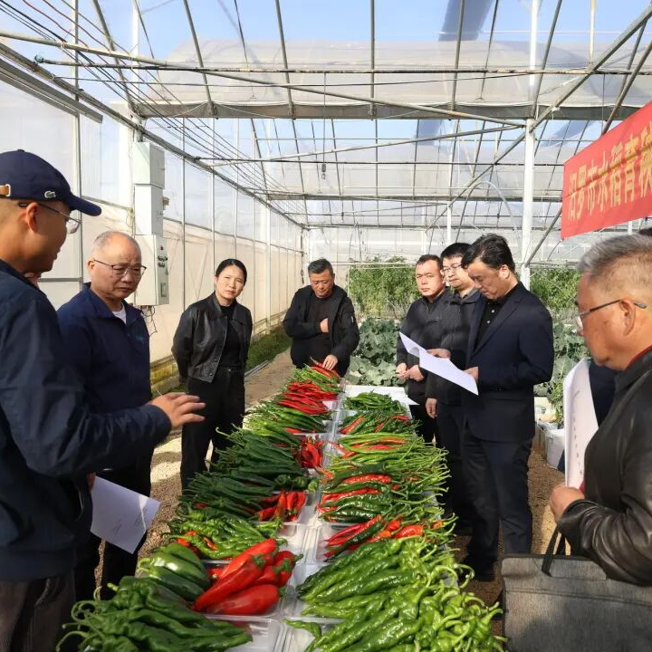 汨罗水稻育秧大棚“闲时”生金 秋延蔬菜主推品种权威发布