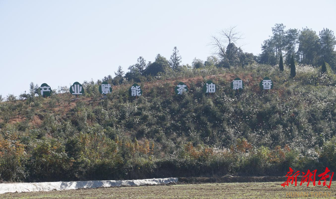 桃江县三堂街镇三家榨油厂“各显神通”拓宽共富路