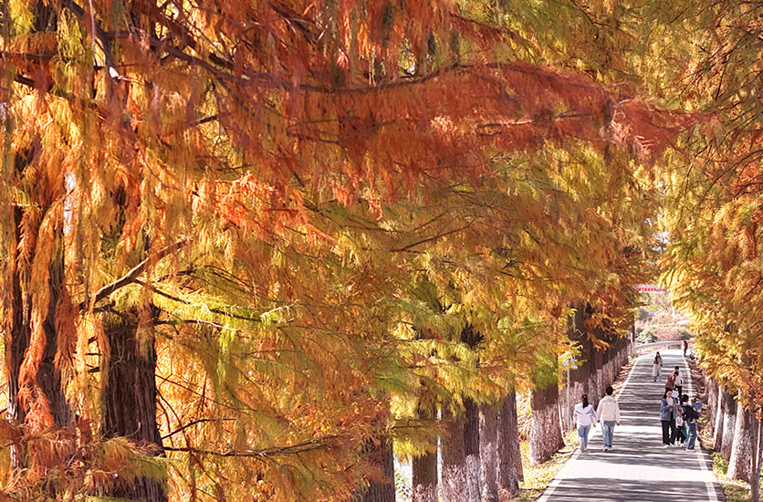 水杉染金醉游人