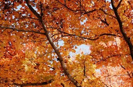 最低6℃！长沙将迎大降温！