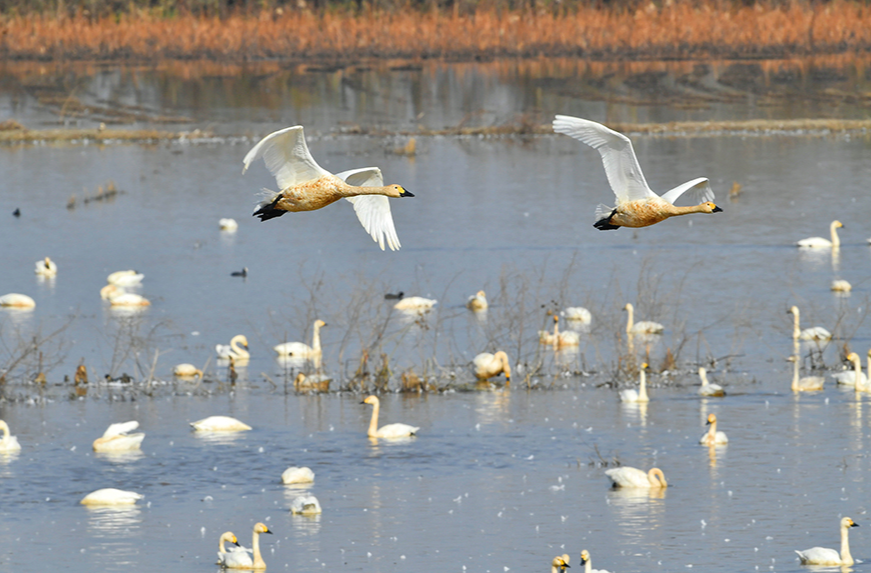 天鹅起舞东古湖