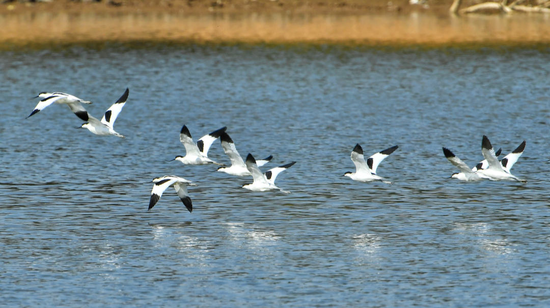翘嘴精灵舞翩跹