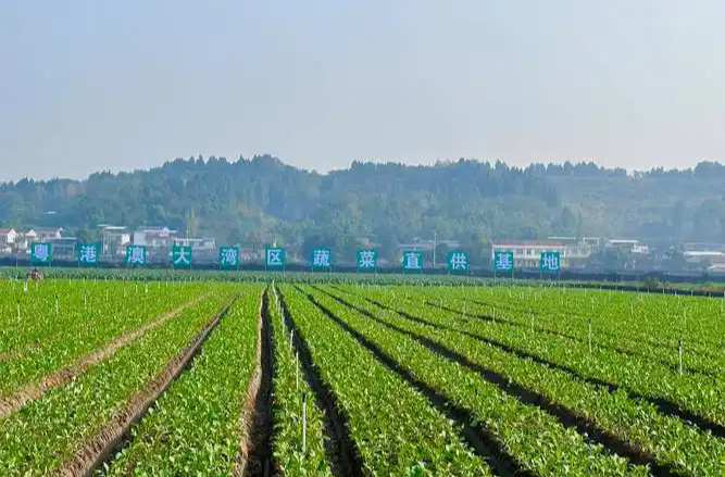 最快两小时抵京 北京已与28个京外蔬菜基地达成直供协议