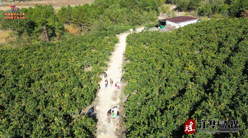江华：清甜脐橙引客来 共享丰收好时光