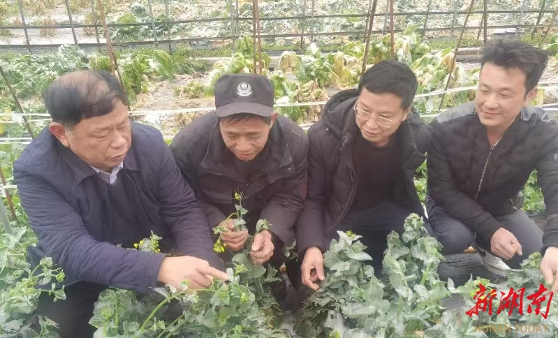 衡阳市：“菜篮子”保供淡季不淡  今年，该市种植蔬菜111万亩，预计产量251万吨