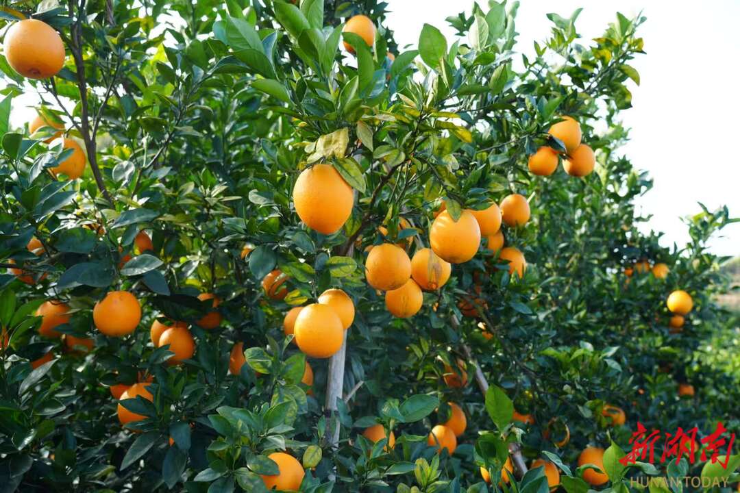 武冈迎春亭街道黄沙村：千亩脐橙缀青山 产业兴旺富乡邻