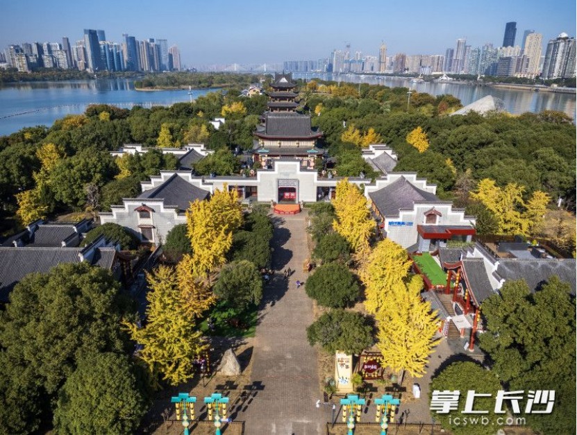 Rows of Golden Ginkgo Trees at Jiangtian Muxue Cultural Park