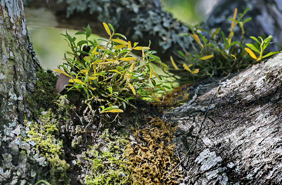 国家二级保护植物“回归”南山