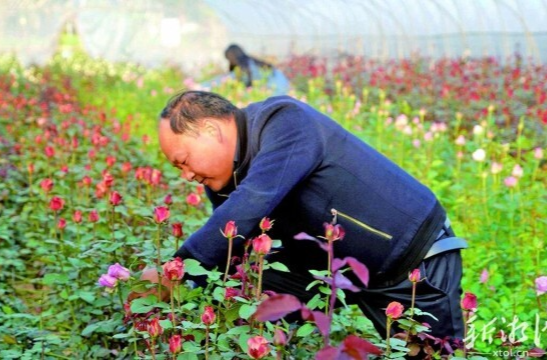 岳塘区“湘采鲜花”种植基地：鲜花销售旺 市民打卡忙