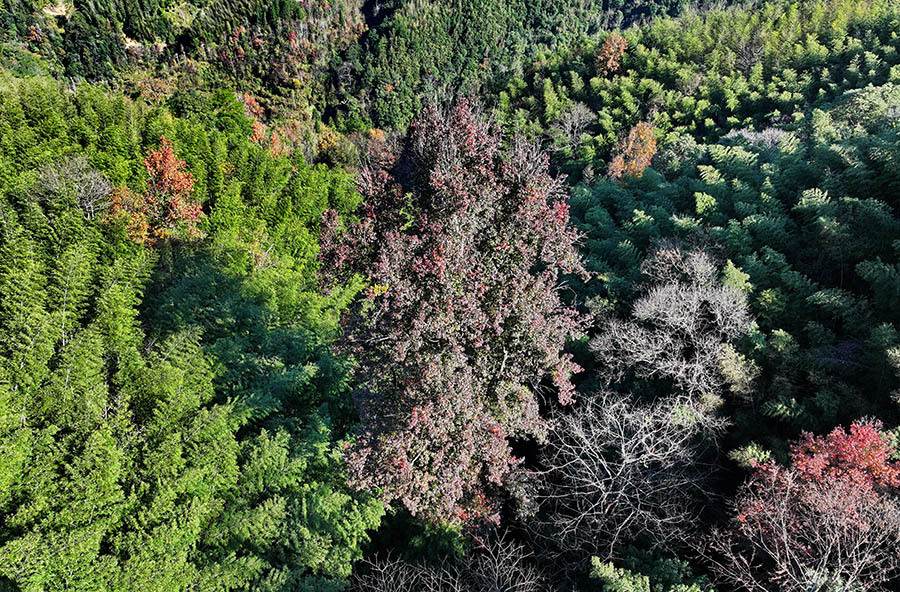 南山原始次森林现“树王”奇观