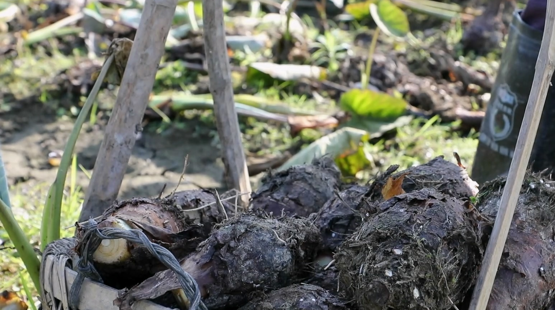 蓝山香芋香飘粤港澳大湾区，成为当地市场的“香饽饽”