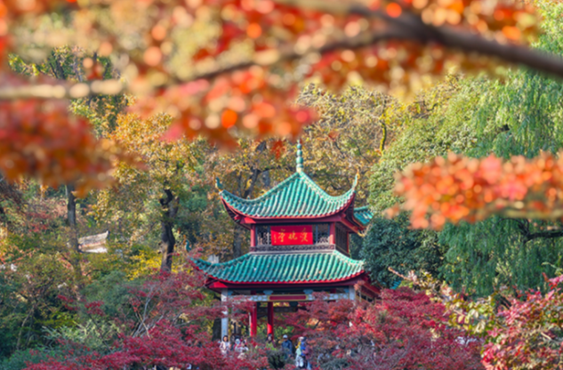Maple Leaves Turn Red on Yuelu Mountain