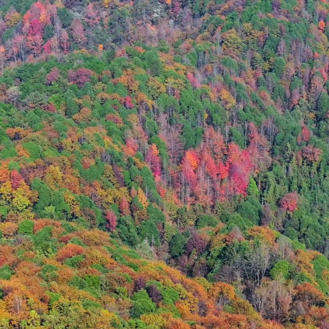 福地怀化·风物季 | “中国南方葡萄沟”五彩斑斓如油画