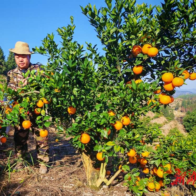 洪江市：金果压枝迎丰收 铺就农民致富路