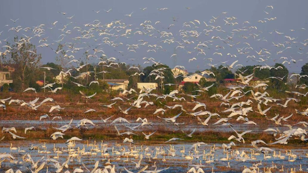 超10000只小天鹅翔聚屈原东古湖，周末万名游客赴生态之约