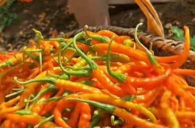 楚国良专栏|湘潭剁椒椒赋