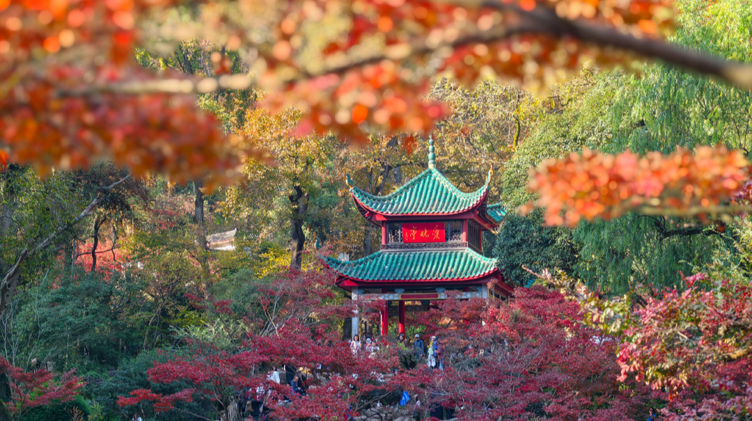 岳麓山枫叶红了
