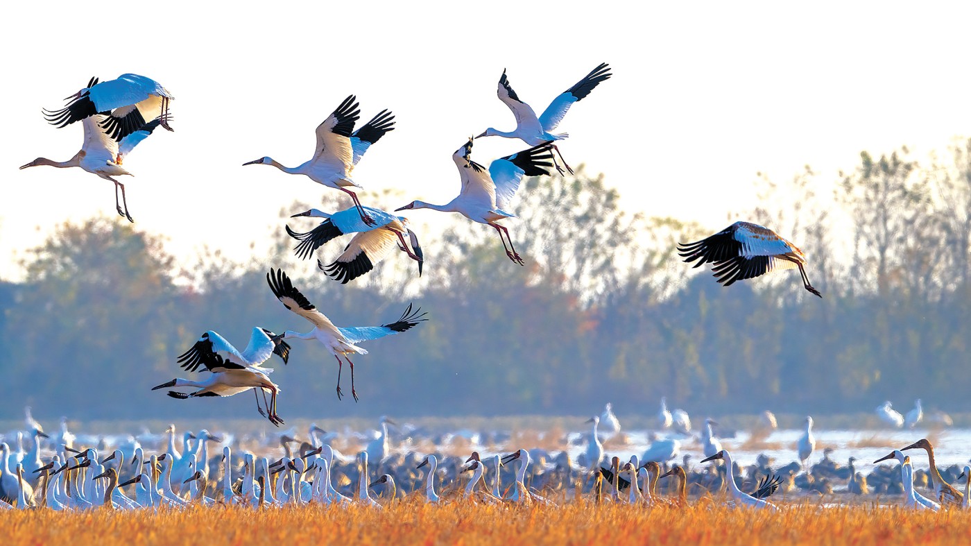 用镜头追寻白鹤南迁之旅