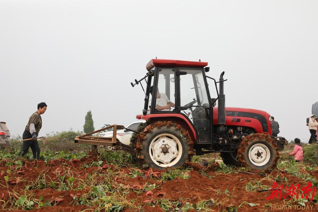 新田：初冬农作物采收正当时 产业振兴激活乡村动能