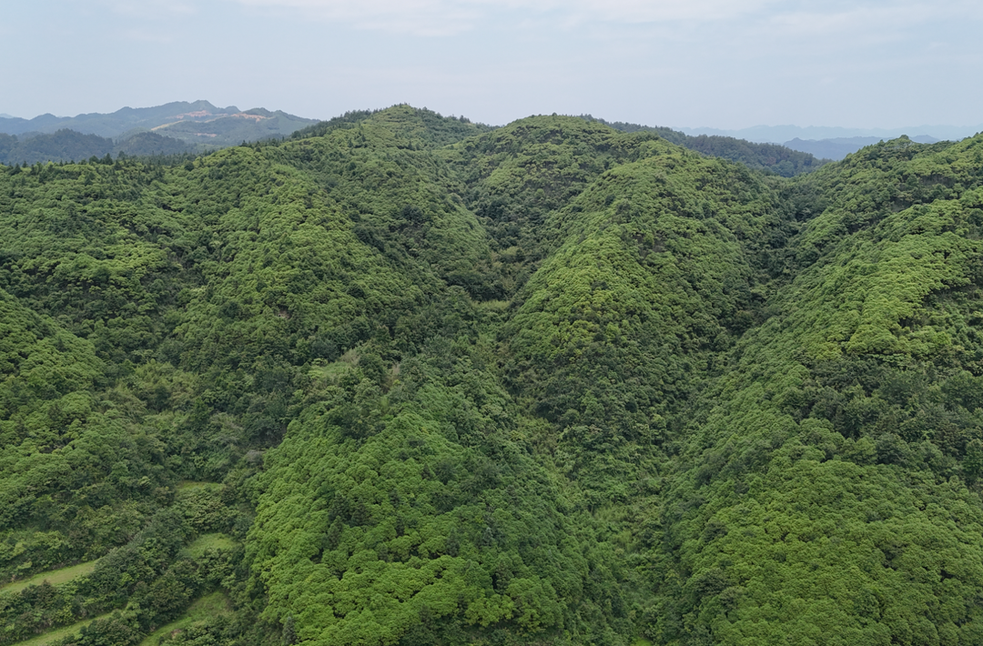 亩产5000公斤 产值达十万元！会同黄精单产突破新高