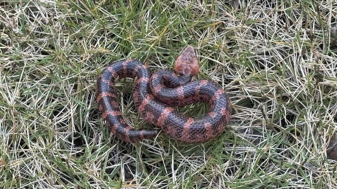 南山国家公园候选区首次记录台湾烙铁头蛇 冬眠期反常活跃，晴好天气下现身