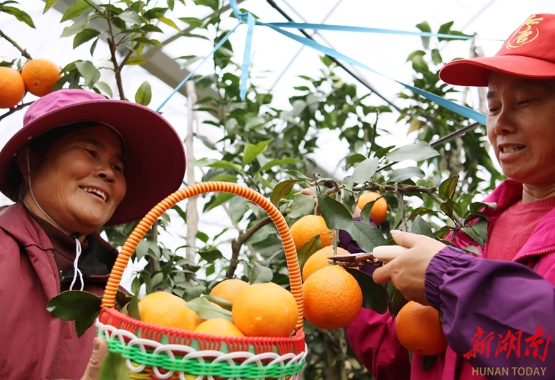 “红美人”未摘先“嫁”