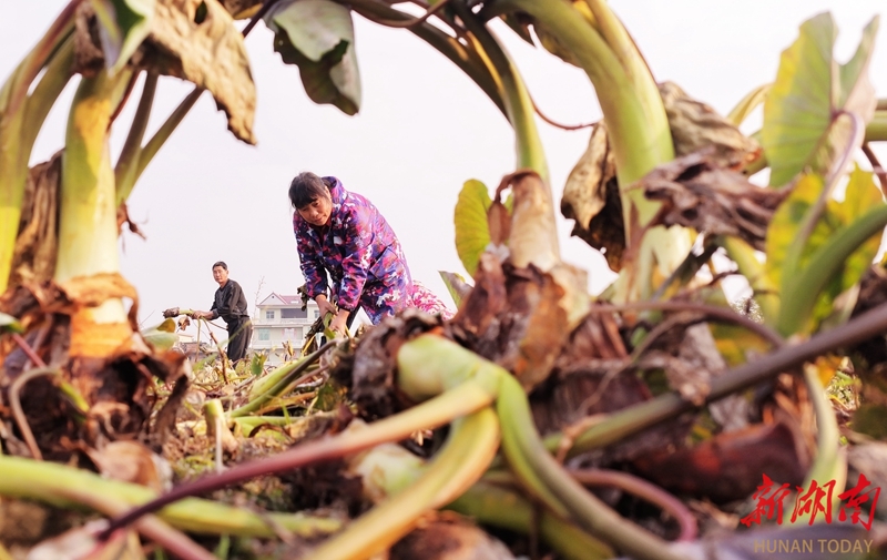特色种植 促民增收