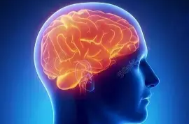 你的大脑一生有四次“内部大装修”