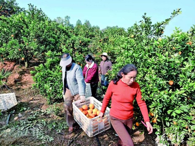 湘潭县云湖桥镇东石村脐橙基地迎来休闲采摘热潮