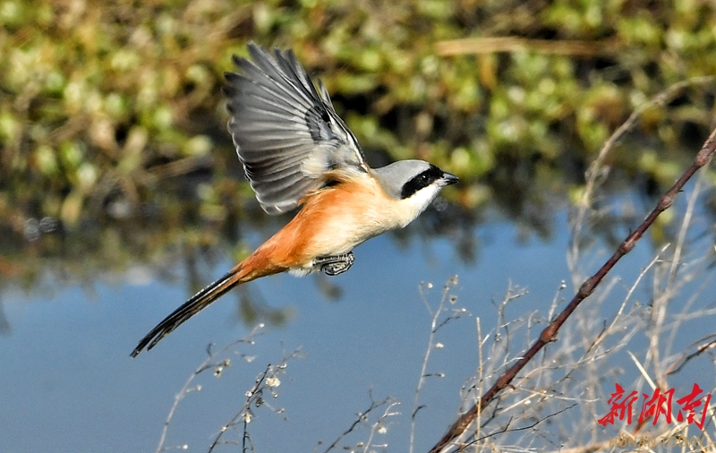 东古湖来了“蒙面客”