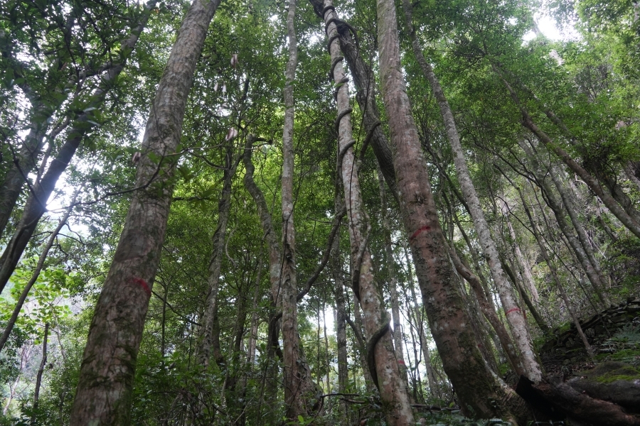 南山国家公园候选区黄桑片区闽楠数量倍增至近万株