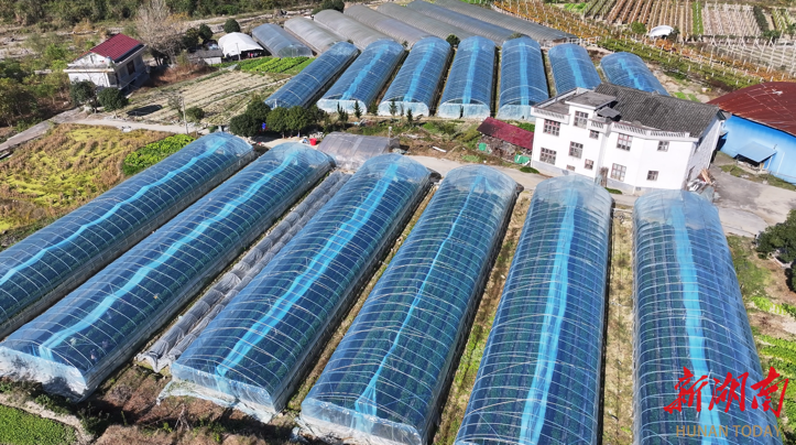 永顺吊井村“莓”好产业富农家