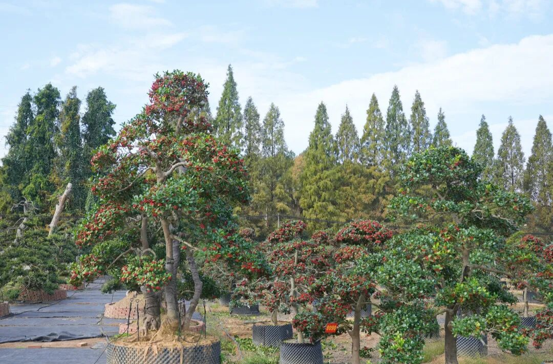 一棵树的“转型”：看雨花苗木如何点绿成“金”