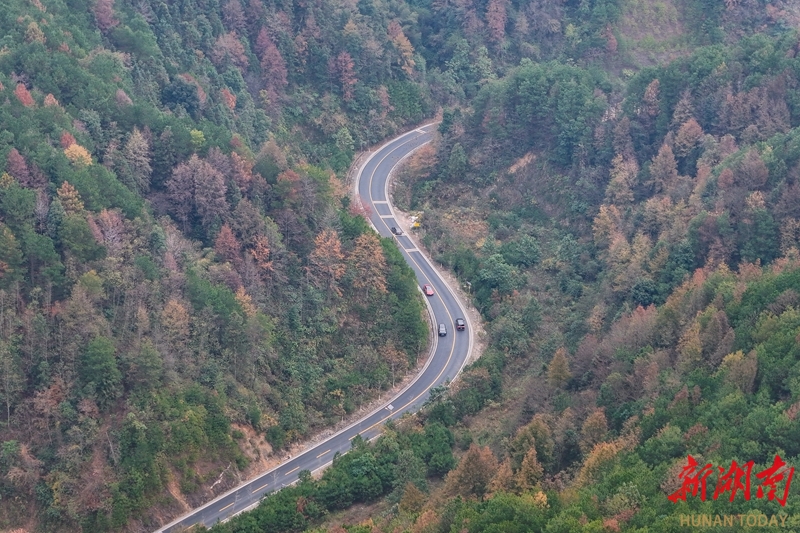 公路穿林冬色美