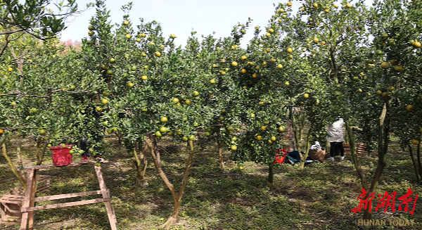 武冈漠溪村：百亩柑橘迎丰收 金色果园促振兴