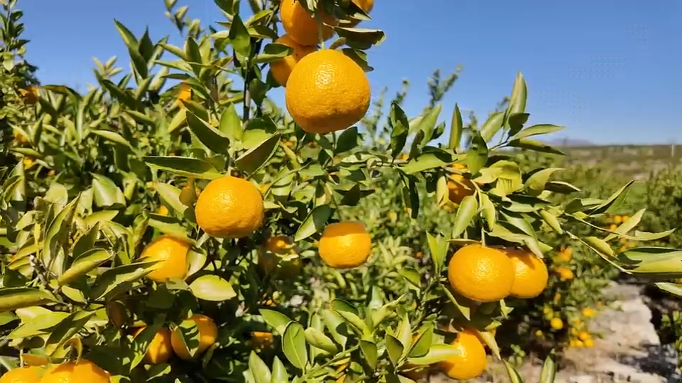 视频|涟源：“苦尽甘来”匠心甜