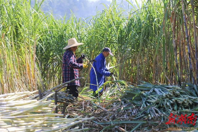 Traditional Brown Sugar Production in Longhui County