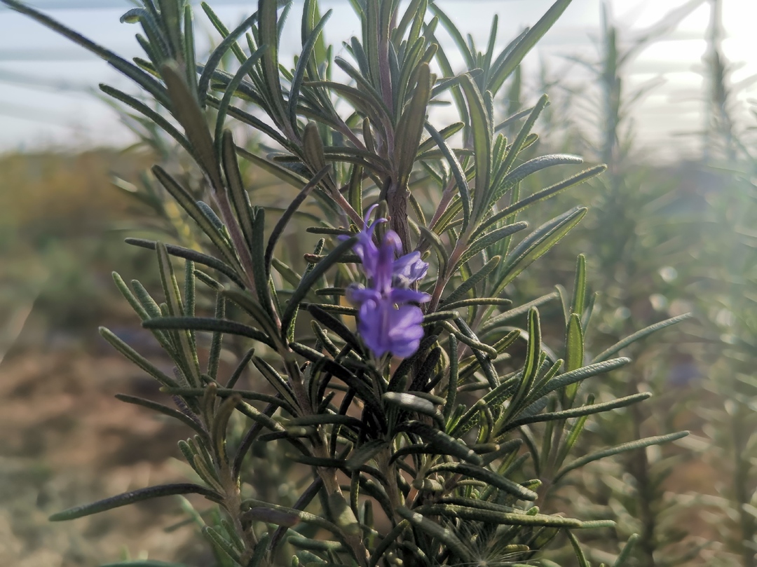 迷迭香香满外婆家